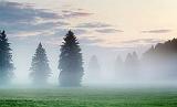 Pines In Fog_26782-3